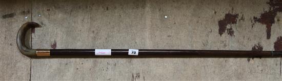 Gold banded walking stick